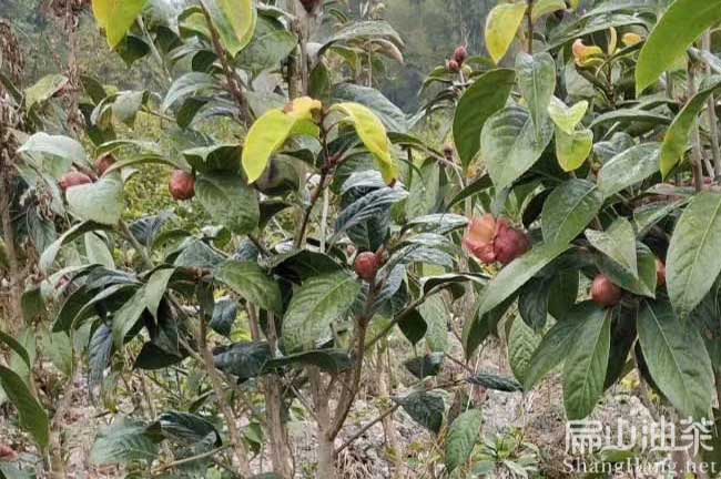 中科院大（dà）果油茶苗