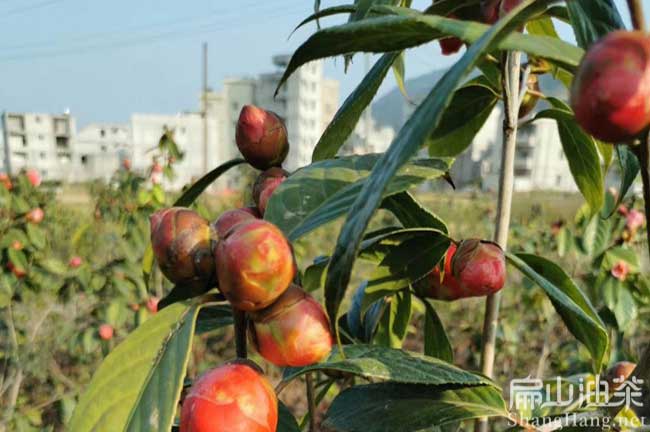 誠（chéng）諫紅花油茶苗批發