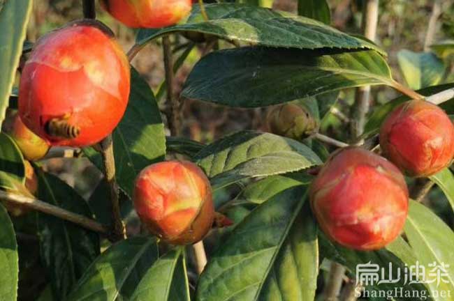 中科紅花茶（chá）樹苗