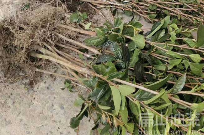 岑溪（xī）大果紅花（huā）油茶基地