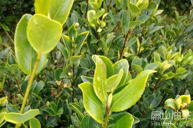 三華油茶苗品種