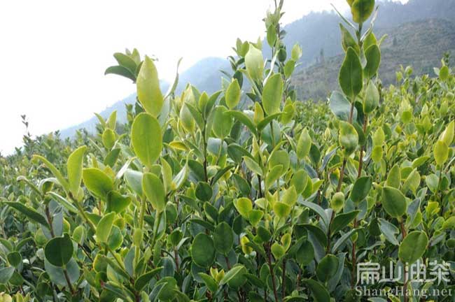 懷化花大果油（yóu）茶苗