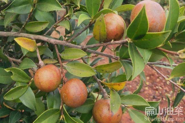 懷化油茶種植