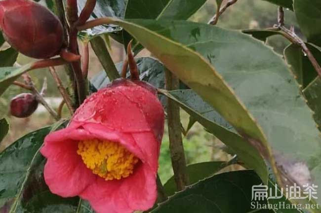 藤縣紅花油茶苗批（pī）發