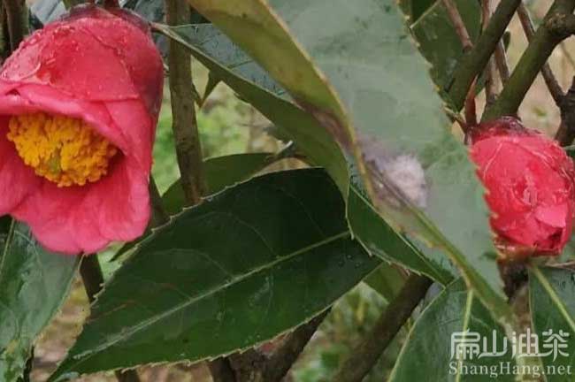 雲南種植大果油茶苗（miáo）