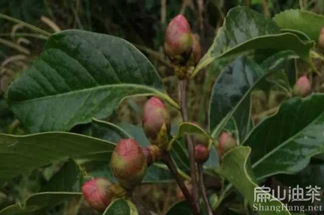 廣西大果油（yóu）茶苗