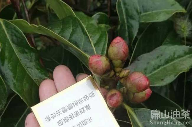 大（dà）果油茶苗