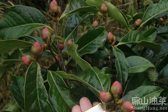 江西紅花油茶苗批發