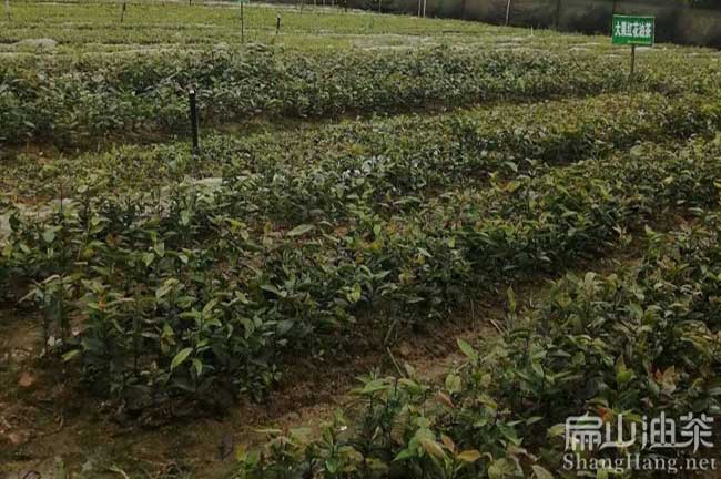 江西油茶杯苗