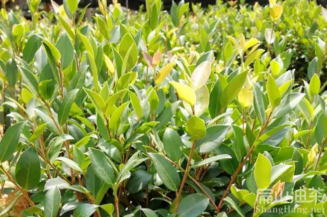 广西软枝嫁接油（yóu）茶（chá）苗（miáo）