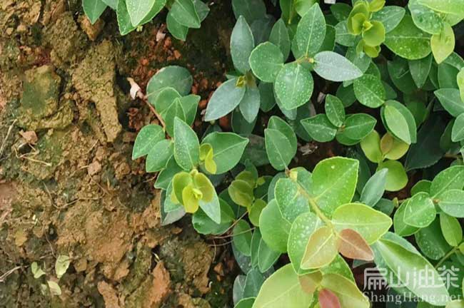 雲南油茶（chá）種（zhǒng）植