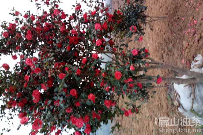 紅（hóng）花油茶種植技術