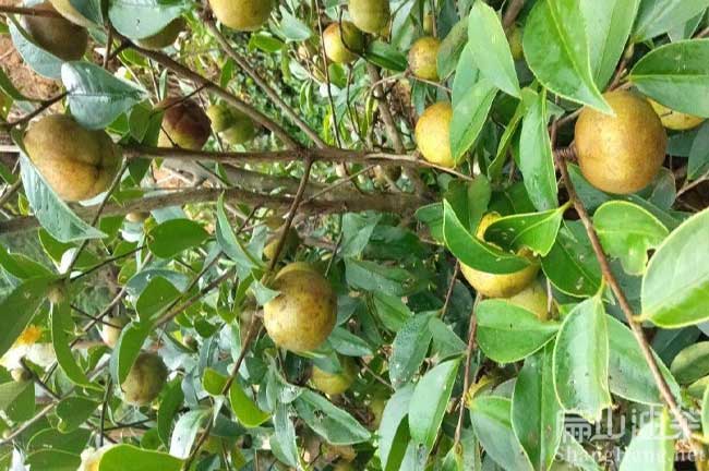 安鄉油茶苗培育