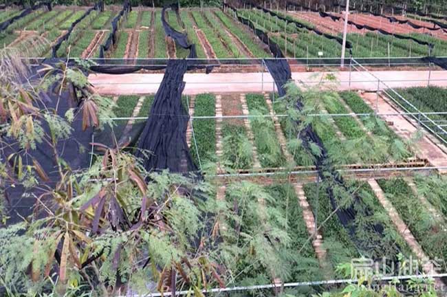 江西茶樹（shù）種植基地