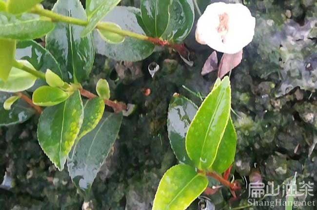 廣西白花油茶苗