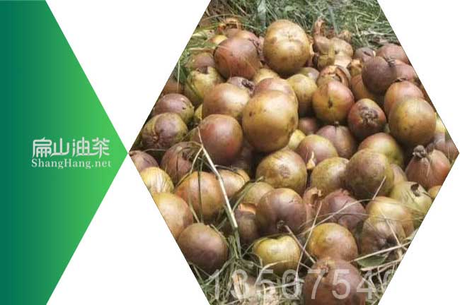 湘潭大（dà）果茶樹苗