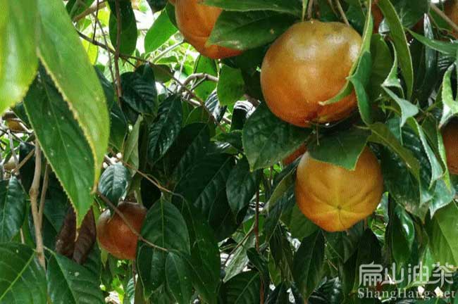 福建大果油茶樹種植