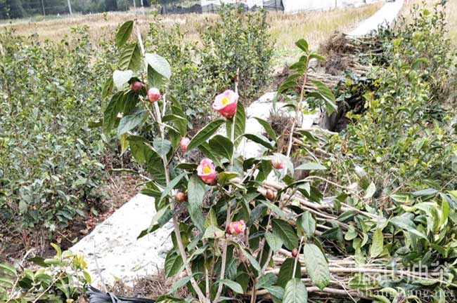 廣西純（chún）正大果紅花油茶苗（miáo）