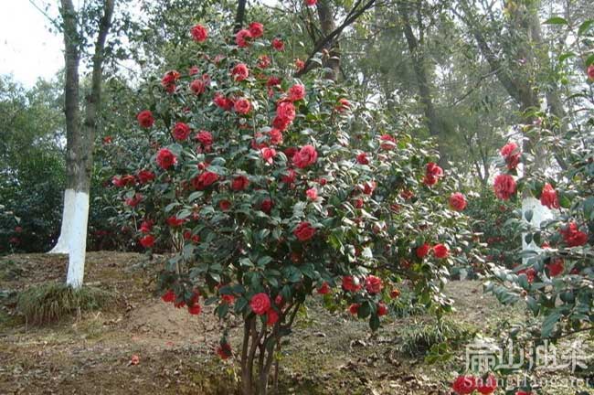 三明油（yóu）茶基地