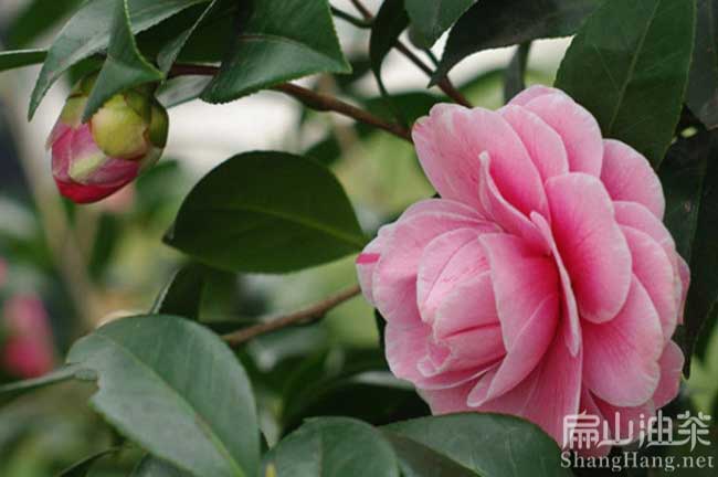 銅（tóng）仁紅花油茶基地