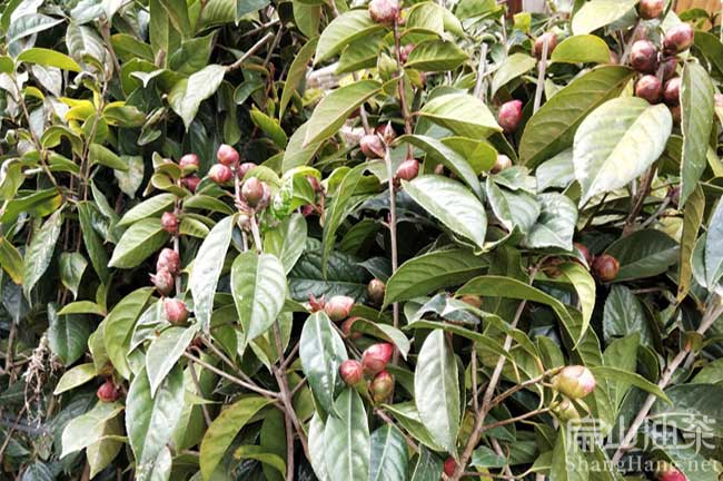 益陽大紅花油茶苗