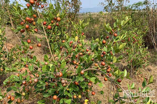 油茶種（zhǒng）植管（guǎn）理（lǐ）