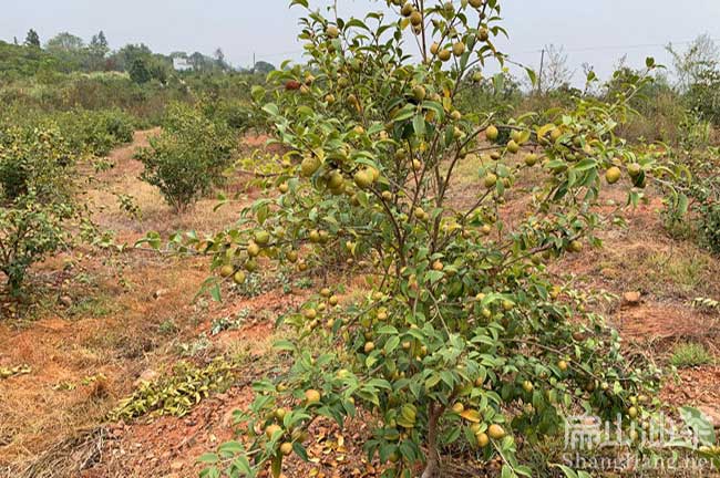 江（jiāng）門大果油茶種植