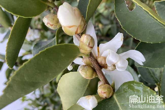 潮州油茶苗培育