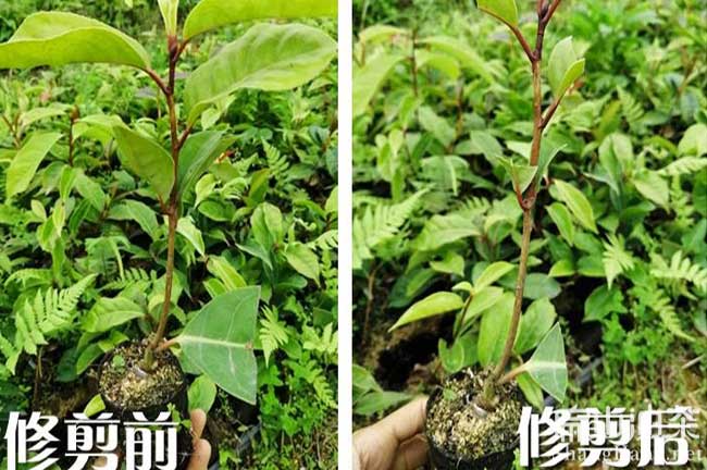 嶽（yuè）陽大果油茶種植