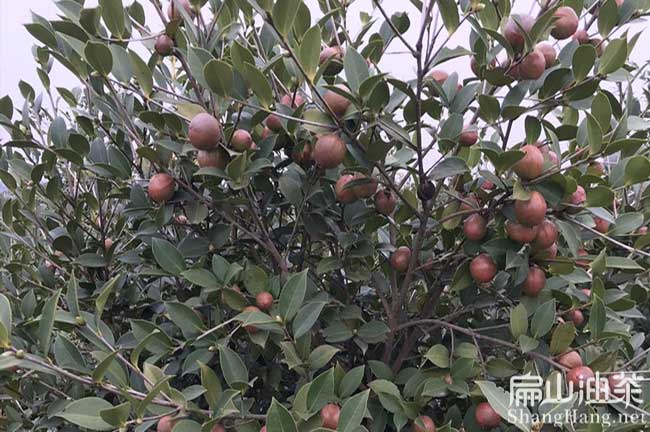 廣東油茶苗批發