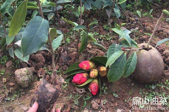 湖（hú）南大果油（yóu）茶苗