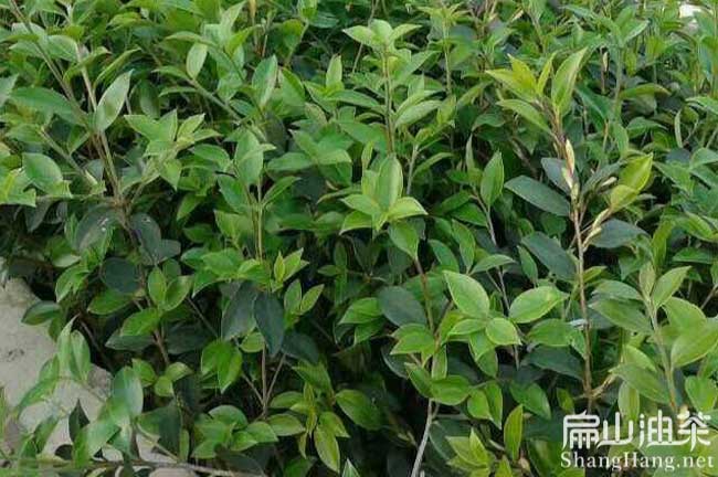 江西油茶種植