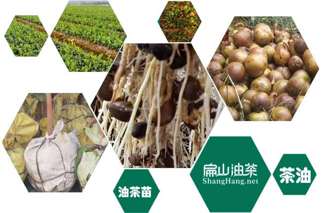 到2025桂林恭城大果紅花油茶樹苗種（zhǒng）植品種公示-扁（biǎn）山油茶