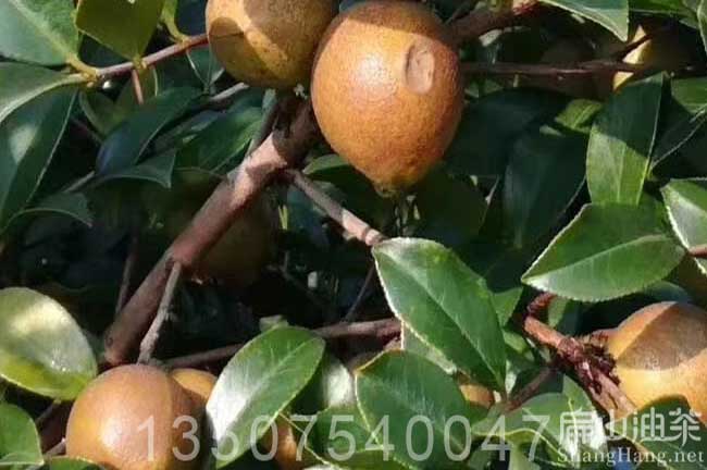 廣西大果油（yóu）茶苗