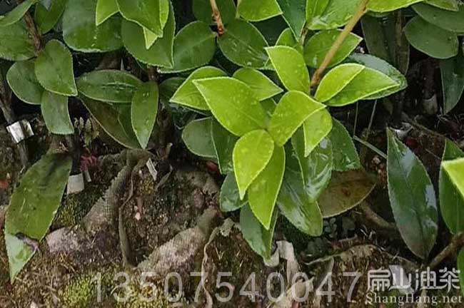 中山油（yóu）茶苗培育