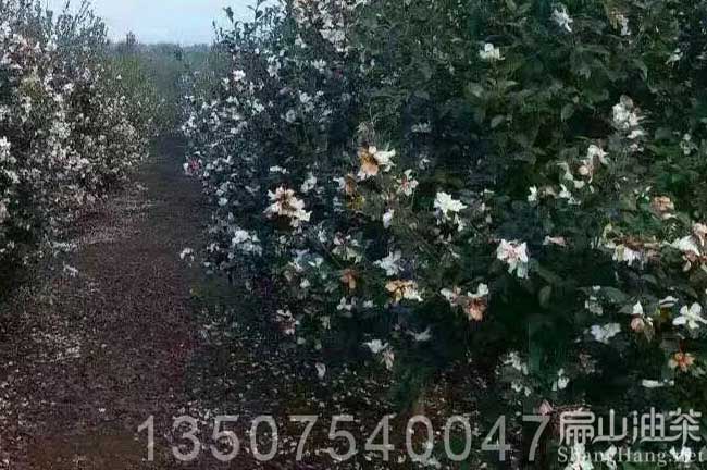 連州白花油（yóu）茶基地