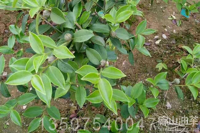 桂林油茶（chá）苗批發