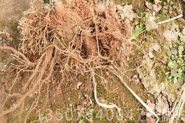 油茶（chá）種植土質