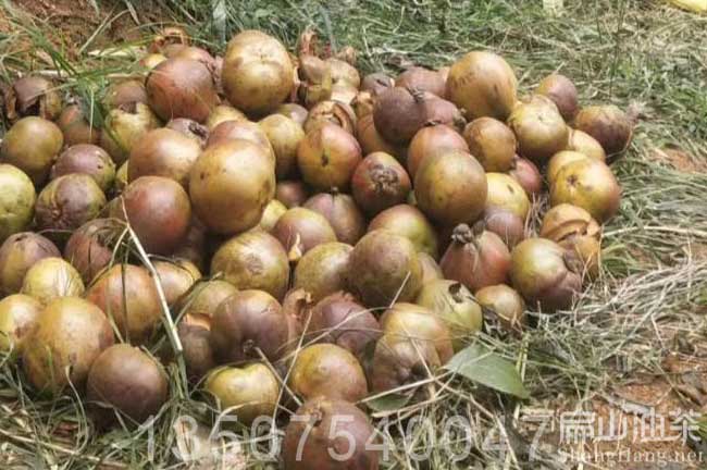 耒陽大果油茶（chá）果