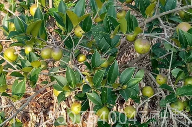 油茶種植技術