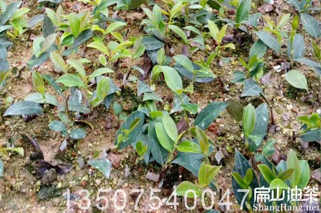 Gongcheng恭城萬畝油茶苗基地 茶籽回收茶樹山茶油批發-扁山兔業