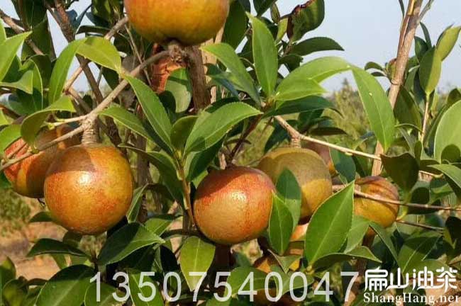 廣西大（dà）果油茶樹