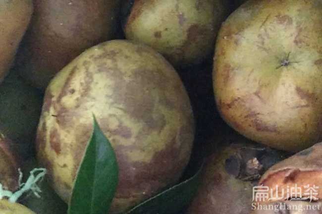 珠海大（dà）果油茶果