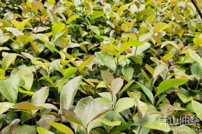 金平大果油茶苗批發