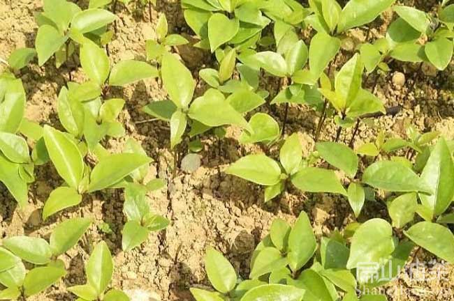 珠海油茶種植（zhí）基地