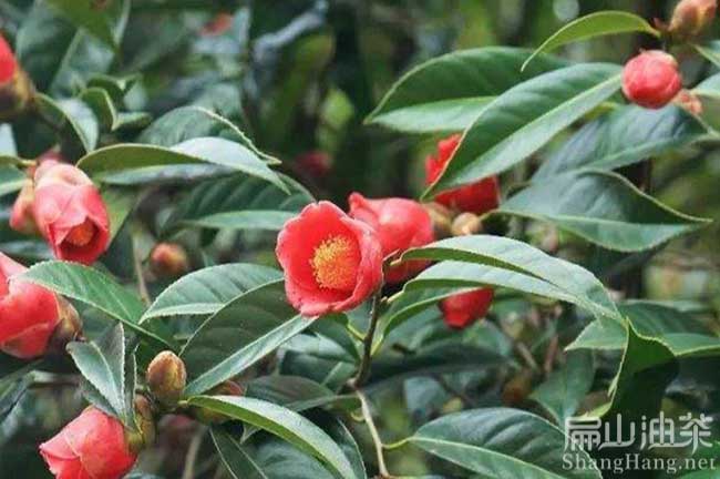 贺州大果红花油茶（chá）苗