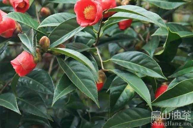 大田紅花（huā）油茶苗