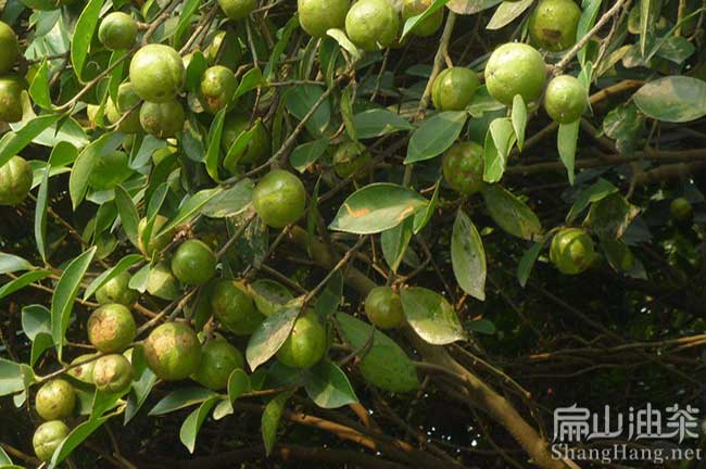 佛山新鮮茶果批發