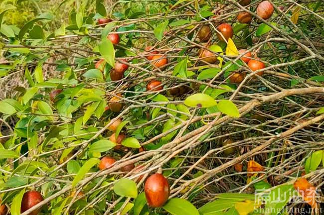 中山紅色油茶（chá）樹批發