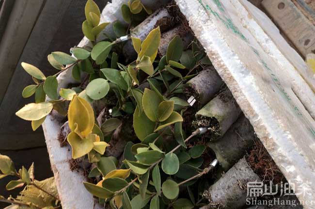 福建油茶杯苗批發